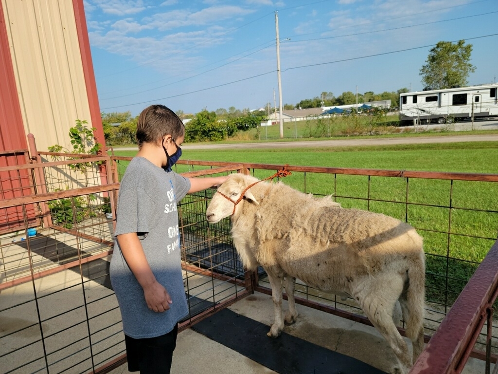 Petting a sheep 